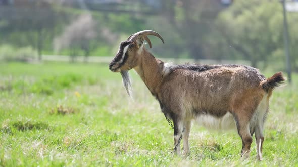 Domestic Milk Goat with Long Beard and Horns Grazing on Green Farm Pasture on Summer Day