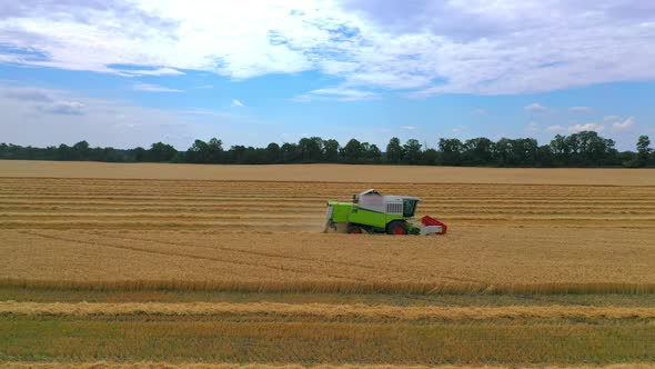 Green grain harvesting combine in a sunny day. 