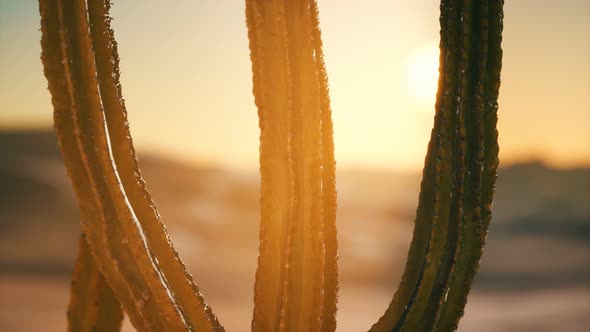 Saguaro Cactus on the Sonoran Desert in Arizona