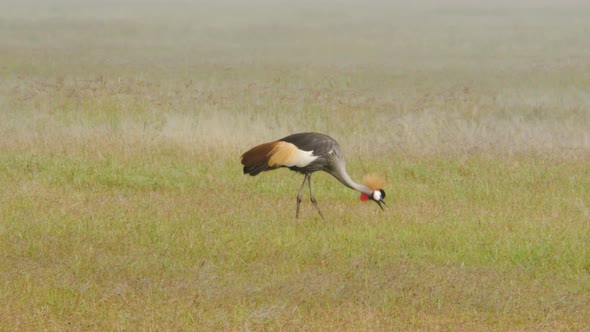 Crane bird in national park Serengeti - Tanzania