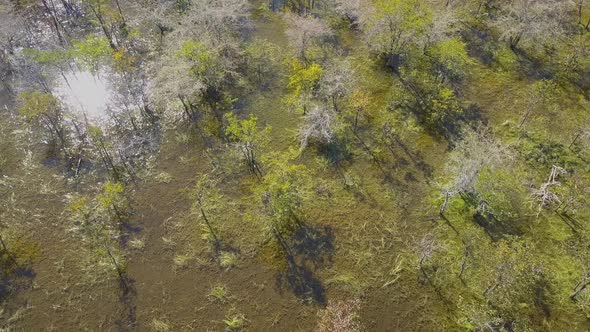 Aerial drone view of a swamp lake in Africa