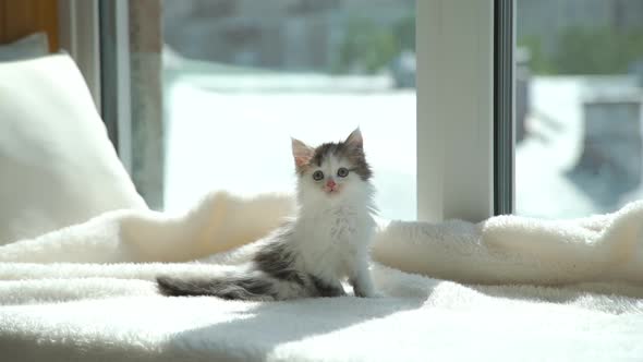 Cute Fluffy Kitten Sitting on the Windowsill