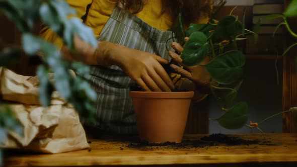 Gardener Transplants Houseplant Into Ceramic Pot