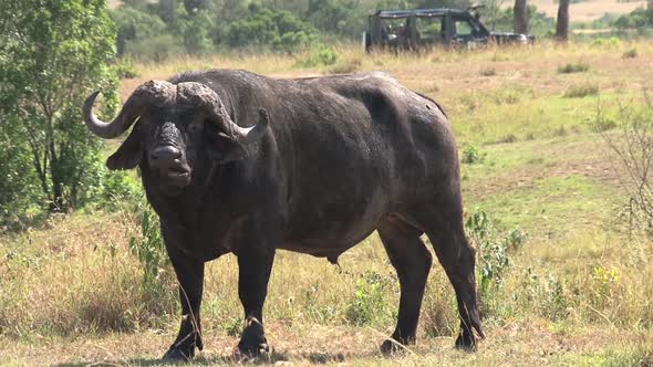 African Buffalo standing 