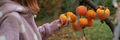 Wide view image of a woman picking ripe juicy persimmon fruits from a homegrown tree - PhotoDune Item for Sale