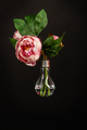 Vertical shot of flower in a light bulb. - PhotoDune Item for Sale