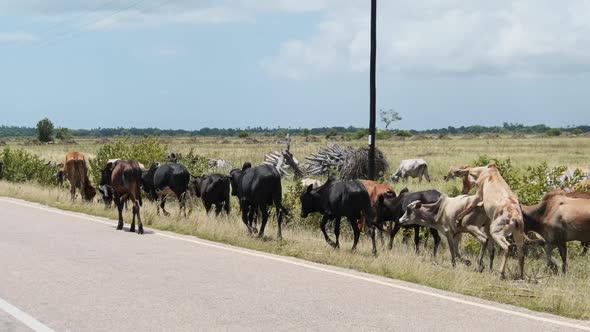 Herd of African Humpback Cows Walking at the Side of the Asphalt Road Zanzibar