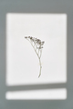 A twig on a white background in the rays of sunlight. Beautiful abstract background. - PhotoDune Item for Sale