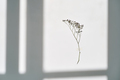 A twig on a white background in the rays of sunlight. Beautiful abstract background. - PhotoDune Item for Sale