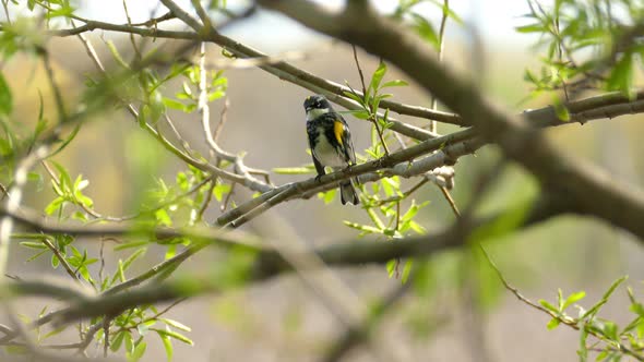 Yellow rumped warbler (Setophaga coronata) on a branch in the Canadian woods. Yellow-rumped Warbler