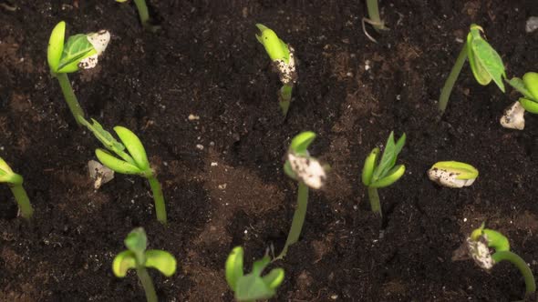 Green Beans Growing on Black Background