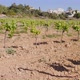Grape Field Spain 2021 - VideoHive Item for Sale