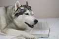 a big husky dog is lying in bed with a book and a cup - PhotoDune Item for Sale