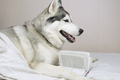 a big husky dog is lying in bed like a man with a book and a cup - PhotoDune Item for Sale