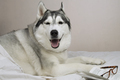 a big husky dog is lying with a book and a cup - PhotoDune Item for Sale
