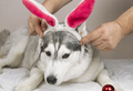 a big husky dog is lying in bed like a man with rabbit ears on his head - PhotoDune Item for Sale