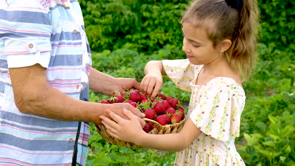 The Grandmother and Child Harvest Strawberries in the Garden