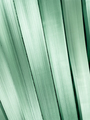 Green lines textured repeated background - PhotoDune Item for Sale