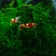 Crystal Red Shrimp and  Moss - VideoHive Item for Sale