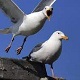 Seagulls