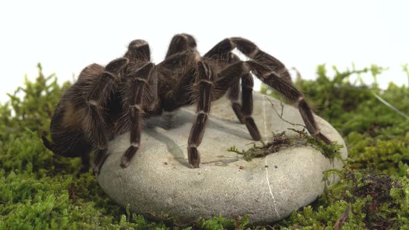 Spider Tarantula Sitting on a Stone on Green Moss in White Background