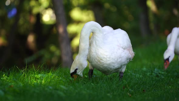 White swan eating green grass on a lawn at sunny day, close up