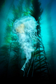 Jellyfish in beautiful kelp bed - PhotoDune Item for Sale