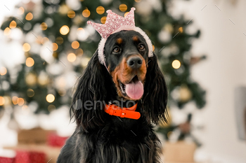 mas time at home holidays portrait. Purebred pet doggy looking at camera with festive XMas New Year lights on background