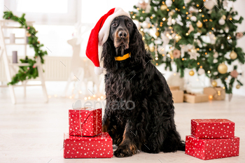 ime with gifts at home. Purebred pet doggy sitting with XMas presents and New Year lights on background
