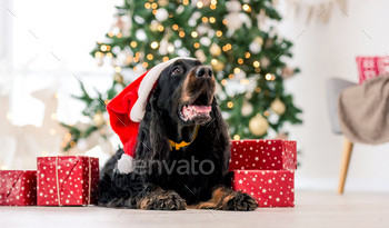 ime with gifts at home holidays portrait. Purebred pet doggy lying on floor with XMas presents and New Year lights on background