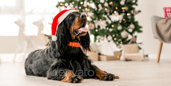 ime at home holidays portrait. Purebred pet doggy lying on floor with XMas New Year lights on background