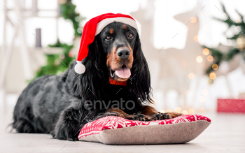ime at decorated home holidays portrait. Purebred pet doggy lying on pillow with XMas New Year lights on background