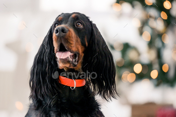 it. Purebred pet doggy sitting and looking at camera with XMas New Year lights on background