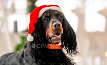 ime at home holidays portrait. Purebred pet doggy sitting and looking at camera with XMas New Year lights on background