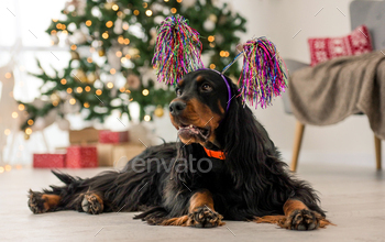  at decorated home holidays portrait. Purebred pet doggy with festive XMas New Year lights on background