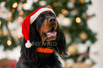 ime at home holidays portrait. Purebred pet doggy sitting and looking at camera with XMas New Year lights on background