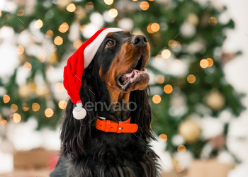 it. Purebred pet doggy sitting and looking at camera with XMas New Year lights on background