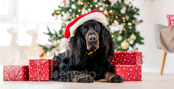 ime with gifts at home holidays portrait. Purebred pet doggy lying on floor with XMas presents and New Year lights on background