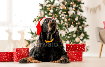 ime with gifts at home holidays portrait. Purebred pet doggy lying on floor with XMas presents and New Year lights on background