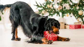 ive decorated room. Purebred pet doggy with New Year present