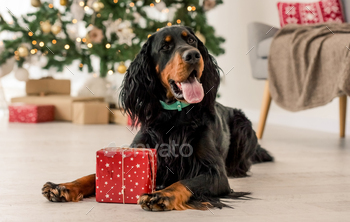  with XMas gift box. Purebred pet doggy with New Year present