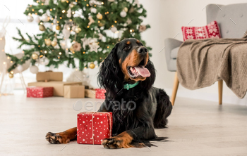  with XMas gift box. Purebred pet doggy with New Year present