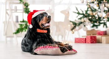 ime at decorated home holidays portrait. Purebred pet doggy lying on pillow with XMas New Year lights on background