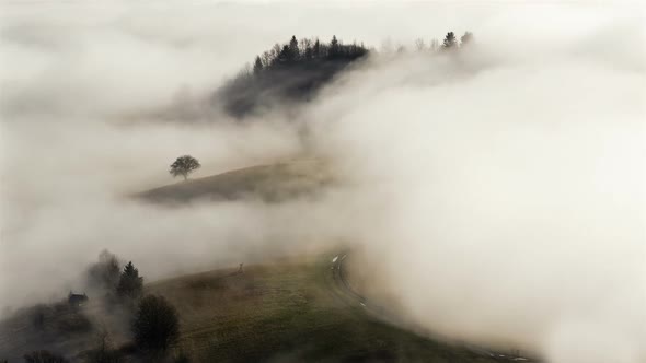 Mystic Foggy Morning in Autumn Country with Road and Tree