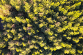 Aerial photographic shot of a poplar forest in autumn - PhotoDune Item for Sale