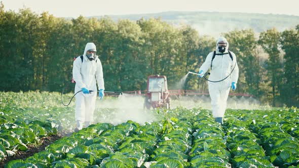 Farm Workers in Protective Suits and Respirators Spray the Plantations with Chemicals