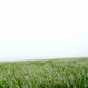 Grass - VideoHive Item for Sale