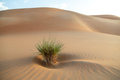 Desert shrub between sand dunes in Liwa area in Abu Dhabi, UAE - PhotoDune Item for Sale