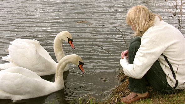 Pair Of White Swan 2