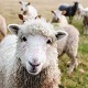 Sheeps